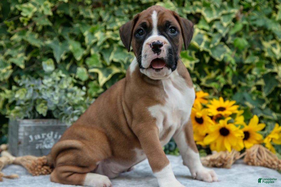 Boxer dogs for sale: Tucker - Image 2