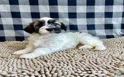 Havanese dogs for sale: Jesse - Image 11