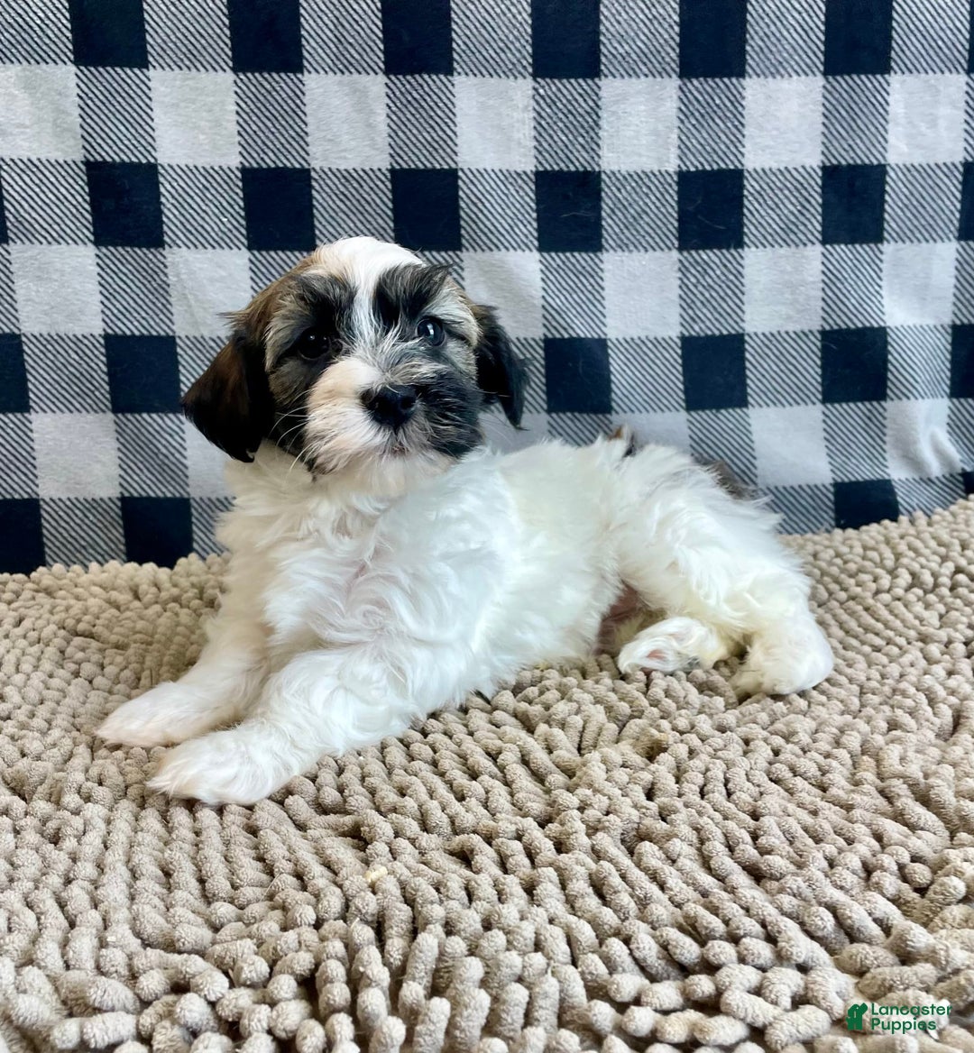 Havanese dogs for sale: Jesse - Image 11