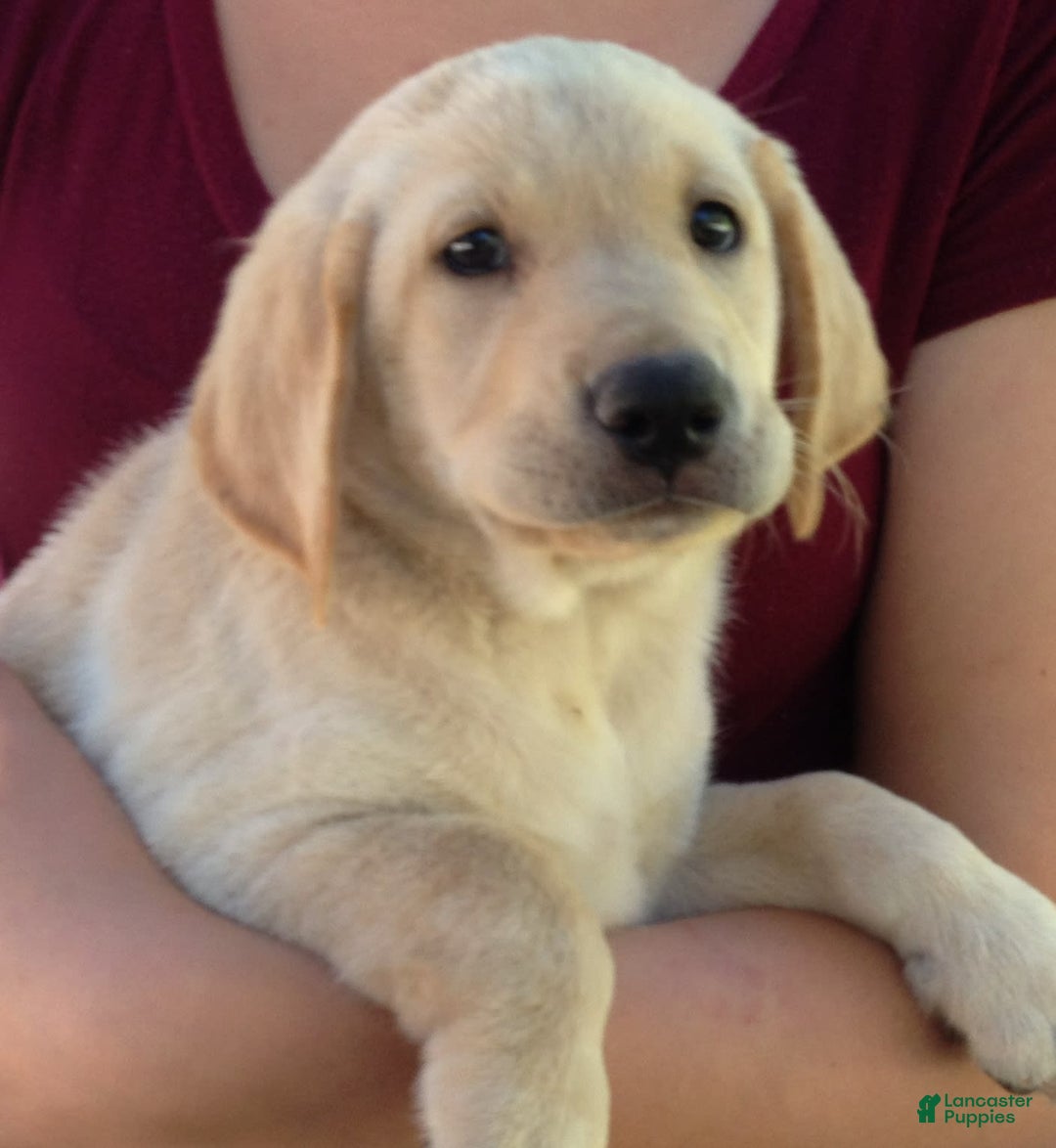 Labrador Retriever dogs for sale: Clyde - Image 3