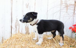 Australian Cattle Dog dogs for sale: Tootsie - Image 4