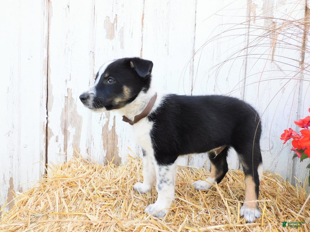 Australian Cattle Dog dogs for sale: Tootsie - Image 4