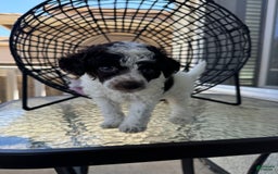 Miniature Poodle dogs for sale: Captain America - Image 7