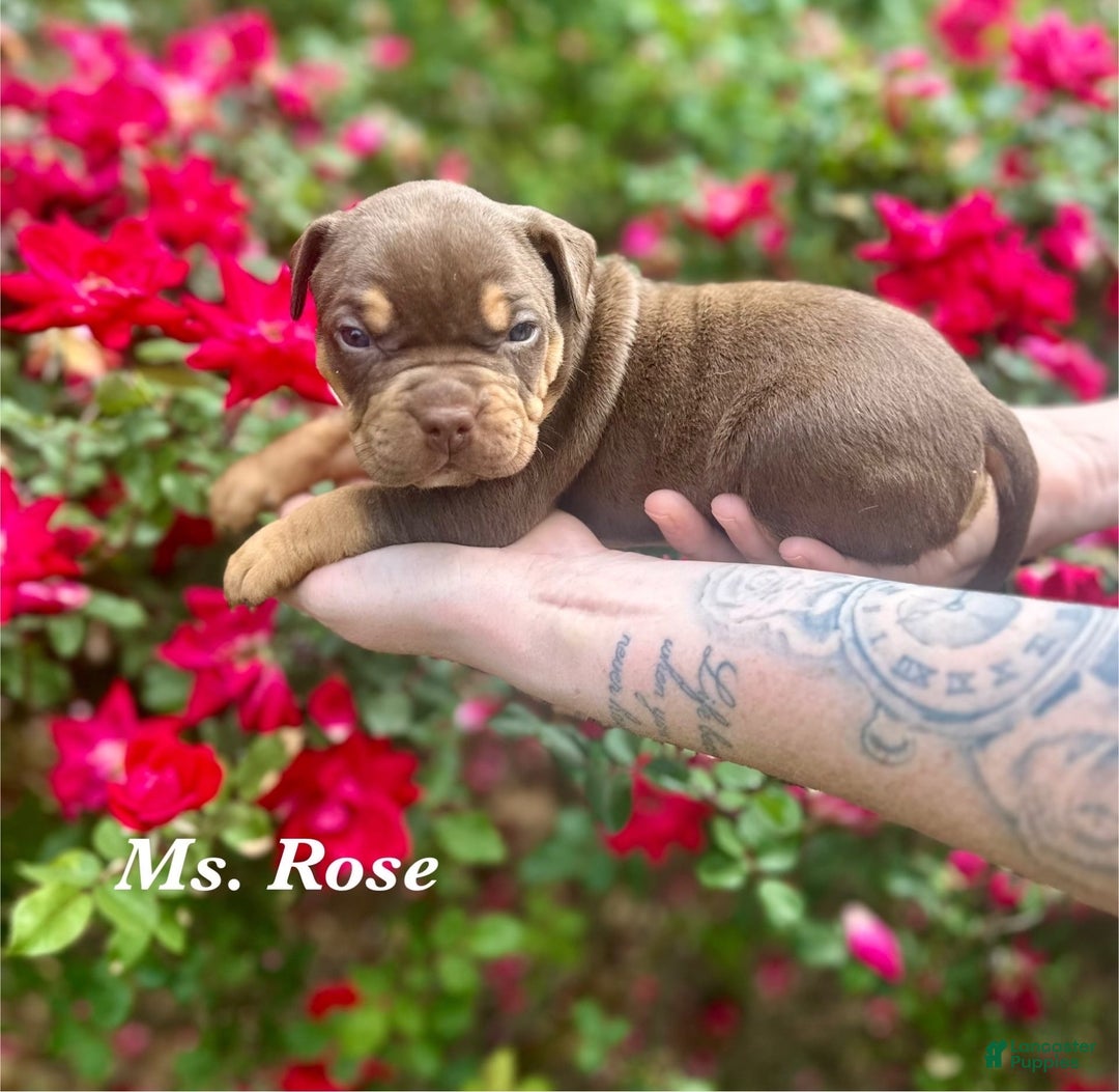American Bully dogs for sale: Ms. Rose - Image 4