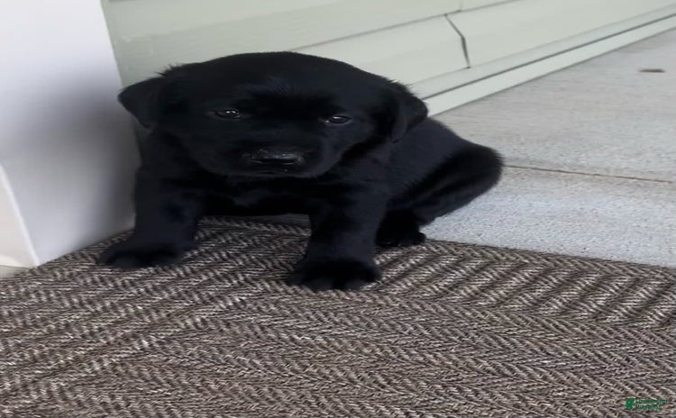 Labrador Retriever dogs for sale - Ad 3