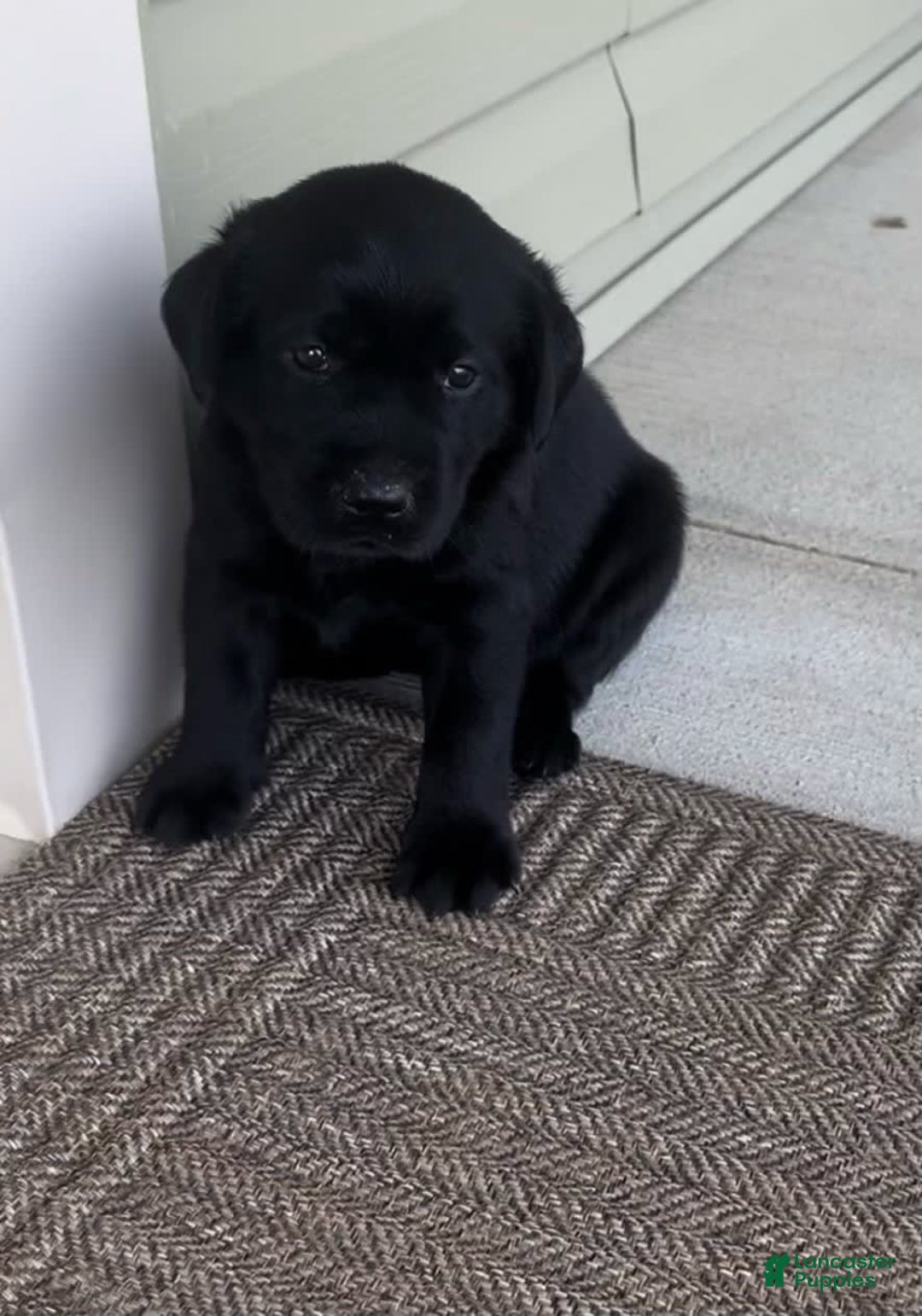 Labrador Retriever dogs for sale: Lilly - Image 1