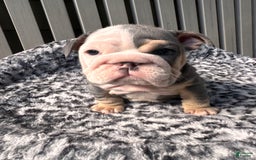 English Bulldog dogs for sale: Blue tri - Image 1