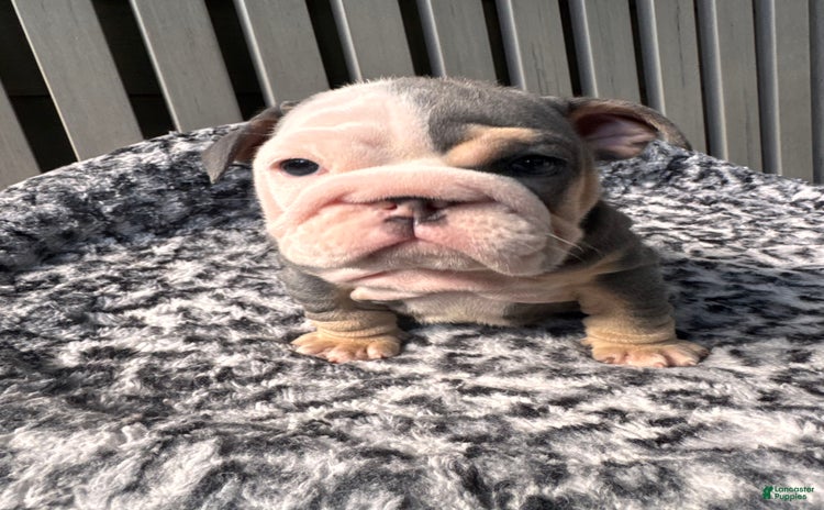 English Bulldog dogs for sale - Ad 4