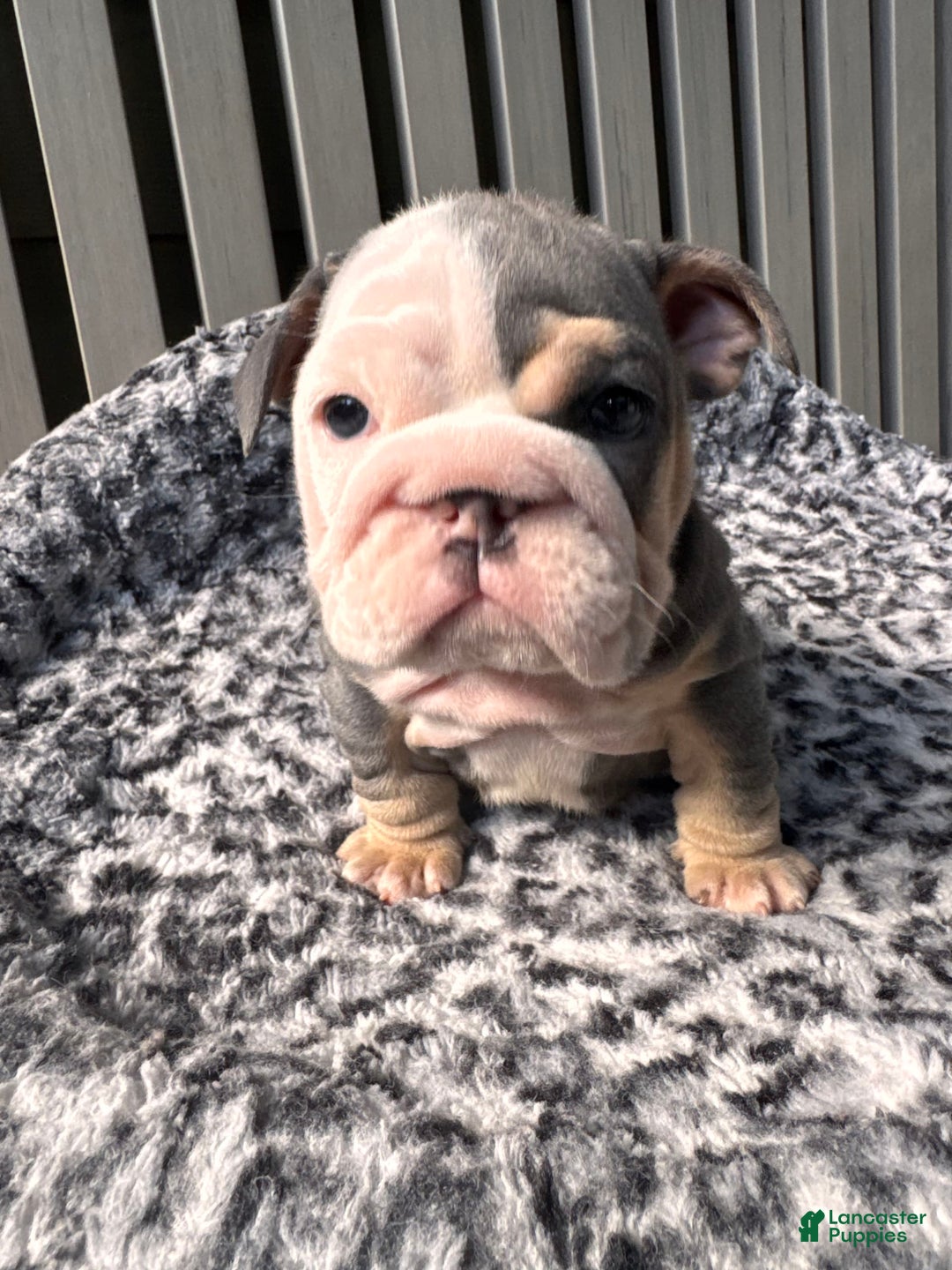 English Bulldog dogs for sale: Blue tri - Image 1