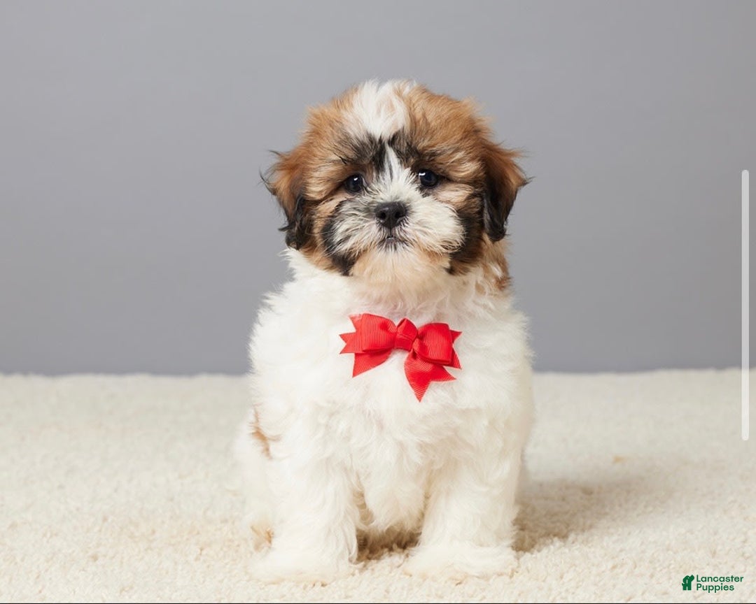Teddy Bear dogs for sale: Leo - Image 3
