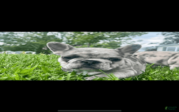French Bulldog dogs for sale: Tinky - Image 2