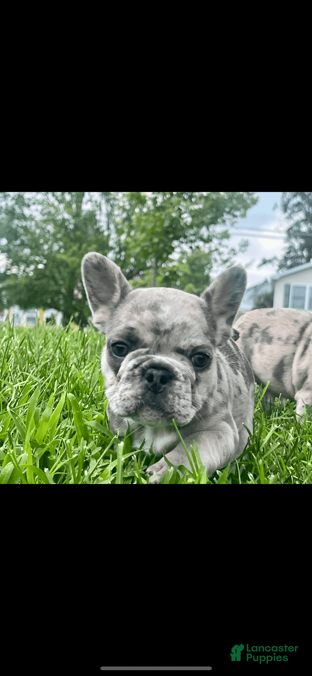 French Bulldog dogs for sale: Tinky - Image 2