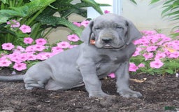Great Dane dogs for sale: Hillary - Image 1