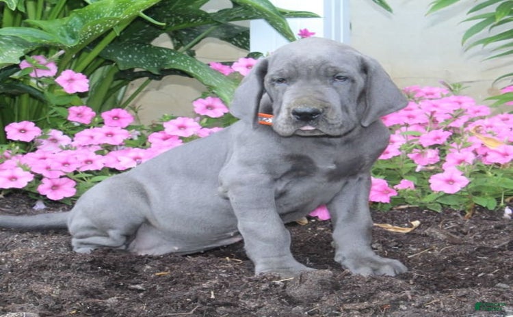 Great Dane dogs for sale - Ad 1