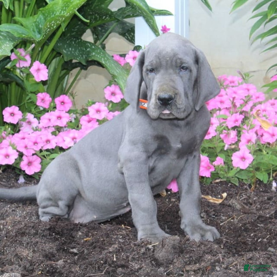 Great Dane dogs for sale: Hillary - Image 1