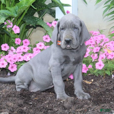 Great Dane dogs for sale - Ad 1