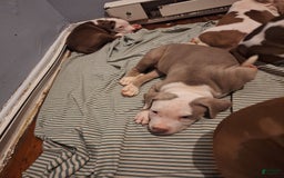 American Staffordshire Terrier dogs for sale: Grace - Image 3