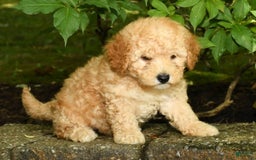 Mini Goldendoodle dogs for sale: Lilly - Image 4