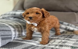 Mini Goldendoodle dogs for sale: Missy - Image 3