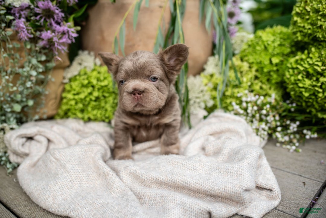 French Bulldog dogs for sale: Pearl - Image 5