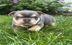 French Bulldog dogs for sale: Hilda - Image 1