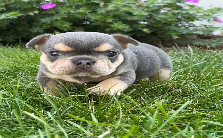 French Bulldog dogs for sale - Ad 3