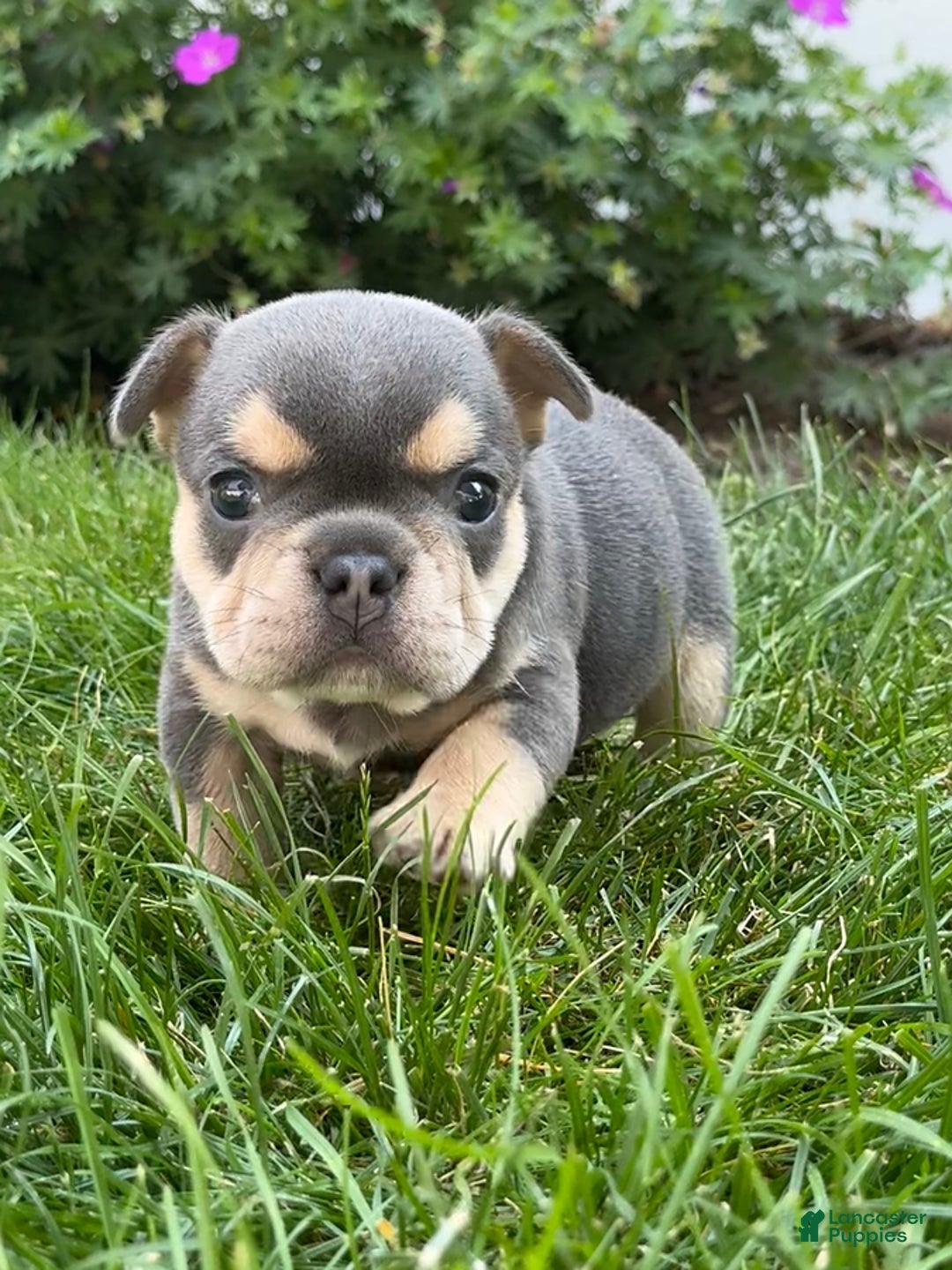 French Bulldog dogs for sale: Hilda - Image 1