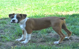 Boxer dogs for sale: Faithful - Image 10