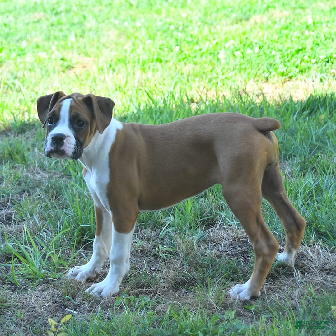 Boxer dogs for sale: Faithful - Image 10
