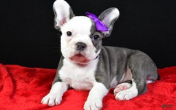 Frenchton dogs for sale: Faye - Image 2