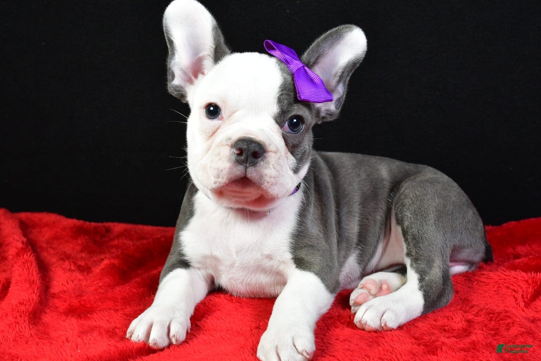 Frenchton dogs for sale: Faye - Image 2