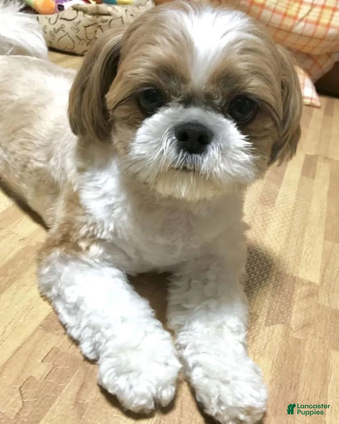 Shih Tzu dogs for sale: Marty - Image 8
