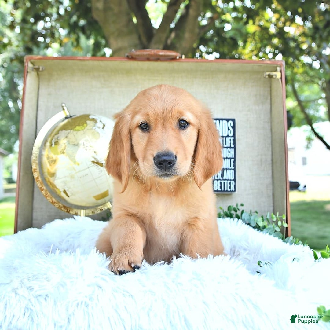 Golden Retriever dogs for sale: Aleigha - Image 12