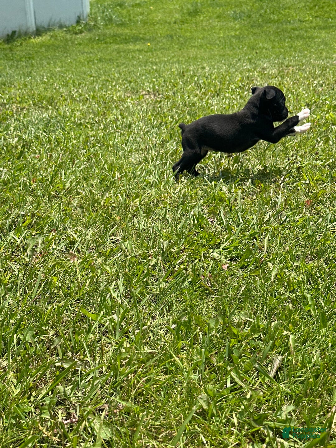 Boxer dogs for sale: No Collar - Image 2