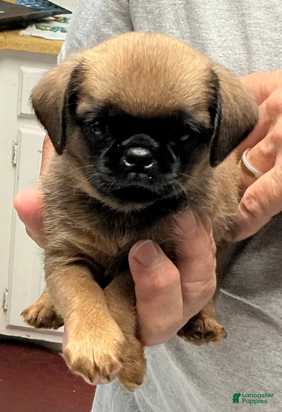 Brussels Griffon dogs for sale: Norma Jean - Image 2