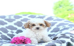 Toy Poodle dogs for sale: Karter - Image 5