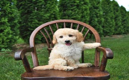 Mini Goldendoodle dogs for sale: Marco - Image 4