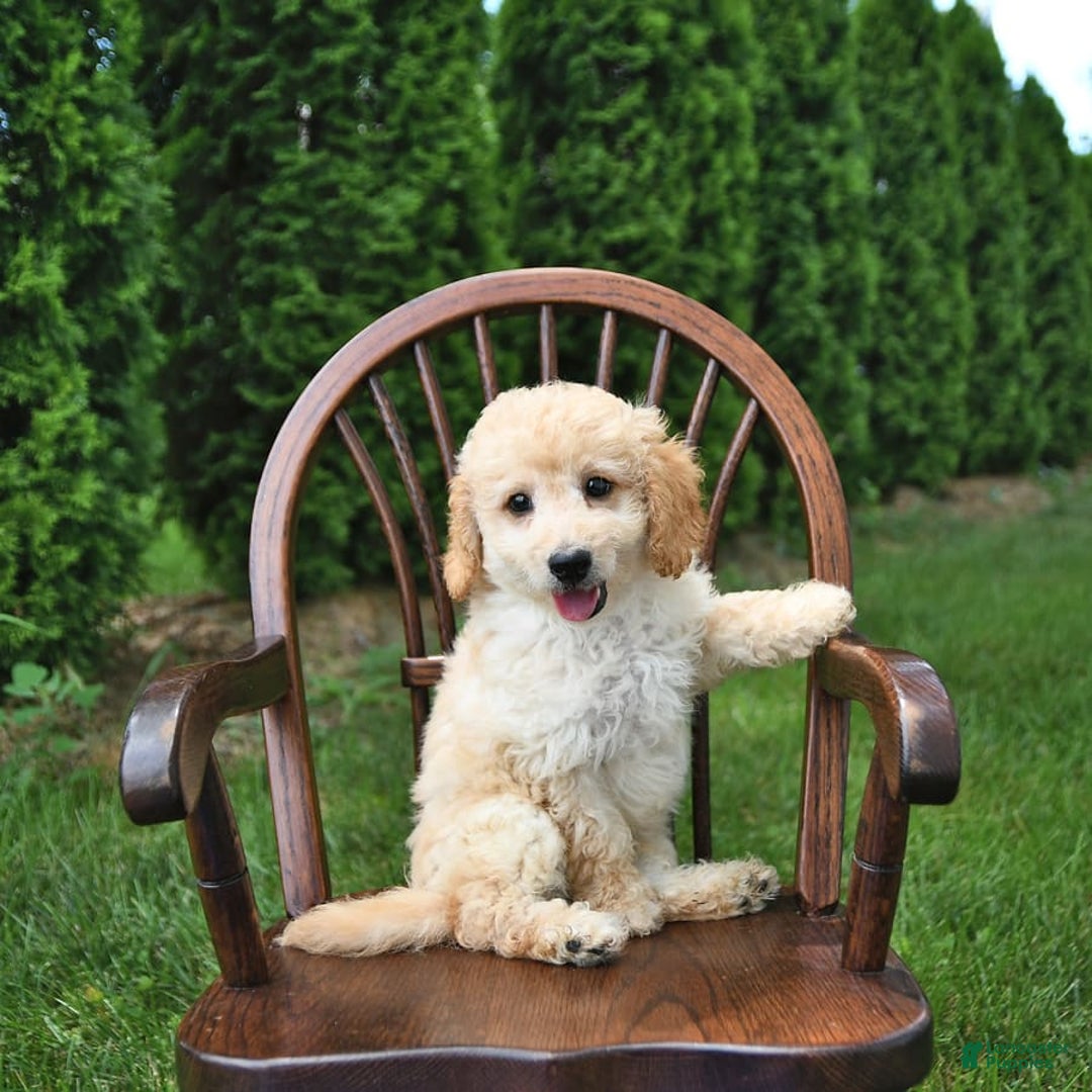 Mini Goldendoodle dogs for sale: Marco - Image 4