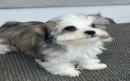 Havanese dogs for sale: Rex - Image 1