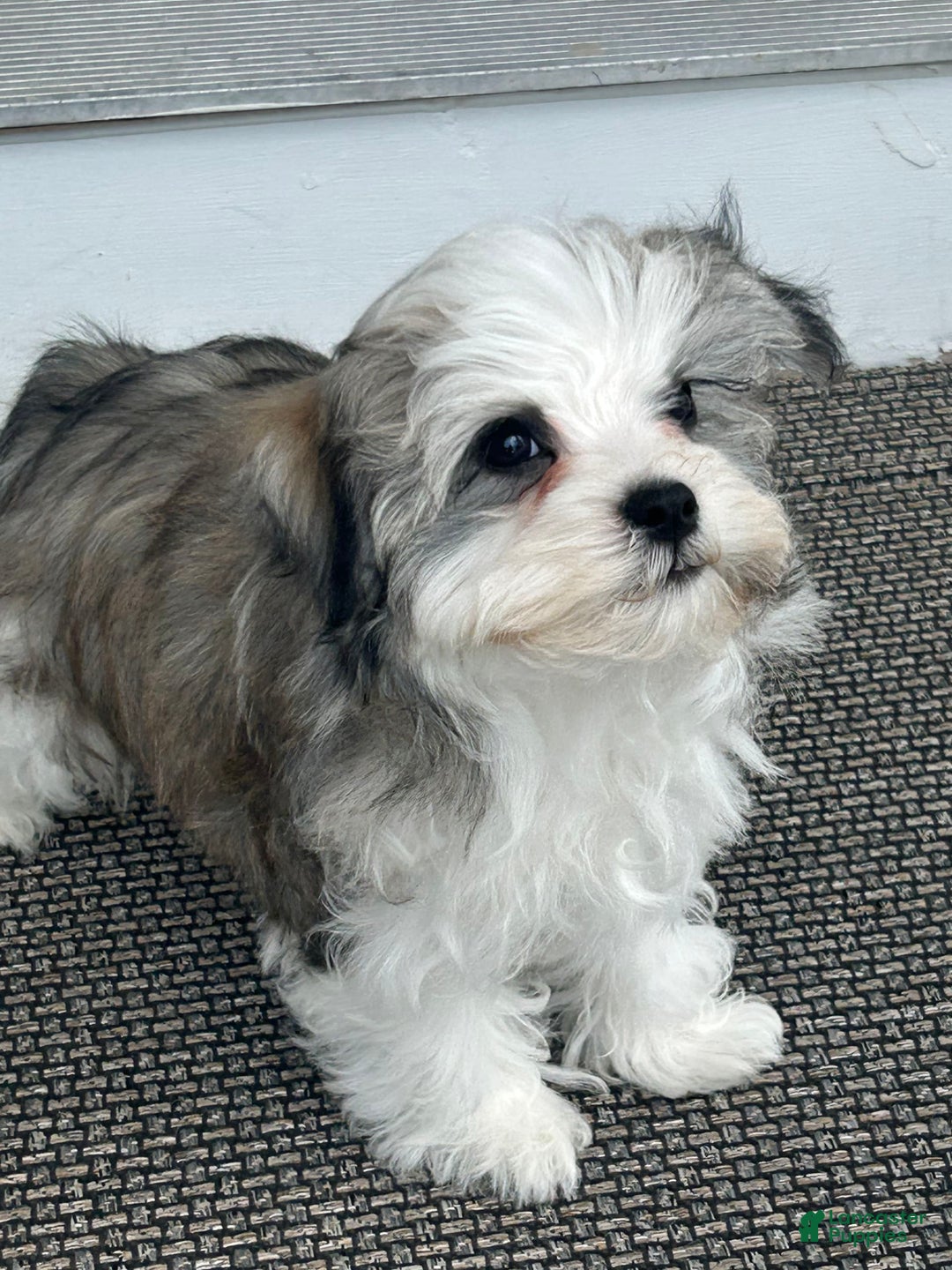 Havanese dogs for sale: Rex - Image 1