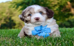 Mini Aussiedoodle dogs for sale: Baxter - Image 3