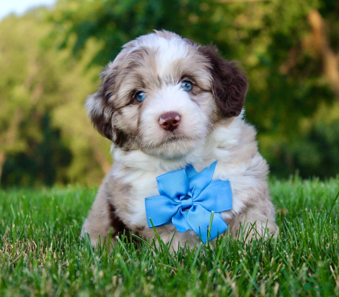 Mini Aussiedoodle dogs for sale: Baxter - Image 3