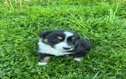 Australian Shepherd dogs for sale: Ahsoko - Image 11