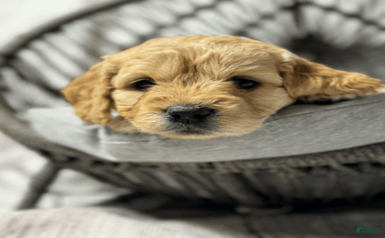 Goldendoodle dogs for sale - Ad 1