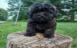 Shihpoo dogs for sale: Cheyenne - Image 9
