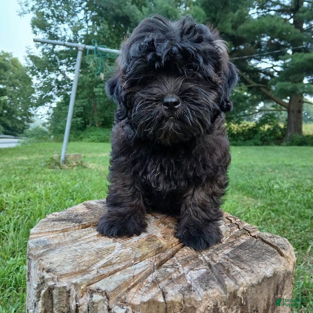 Shihpoo dogs for sale: Cheyenne - Image 9