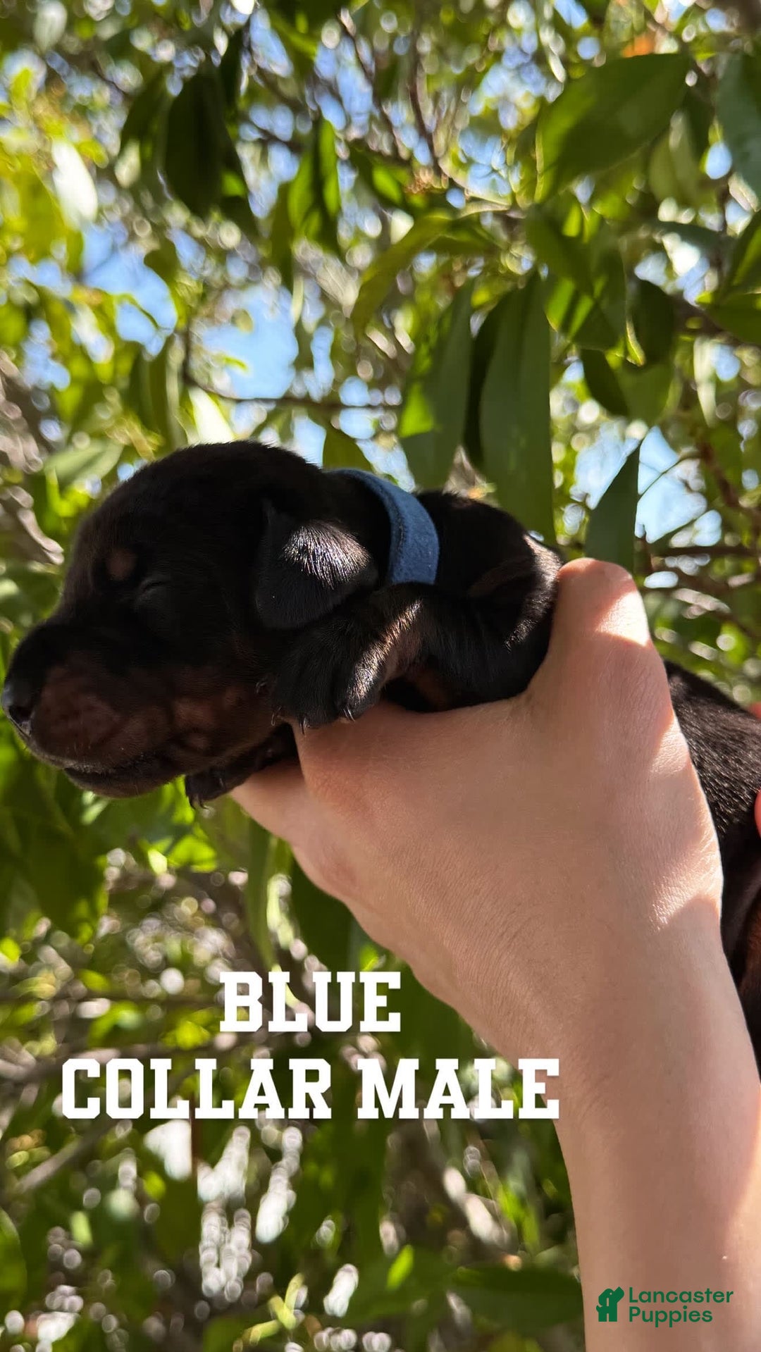 Doberman Pinscher dogs for sale: Blue Collar - Image 8