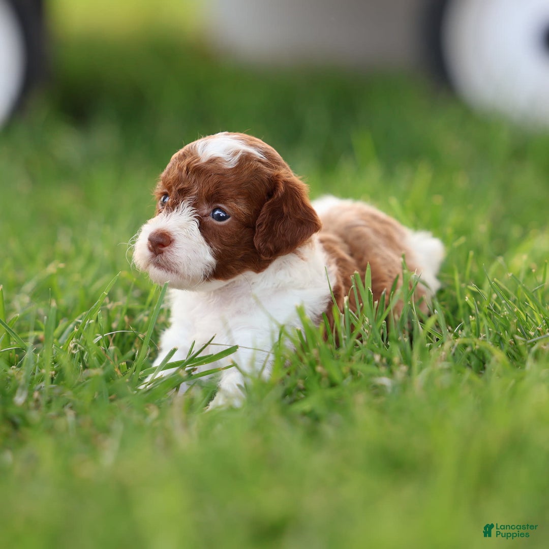 Toy Poodle dogs for sale: Cupcake - Image 9