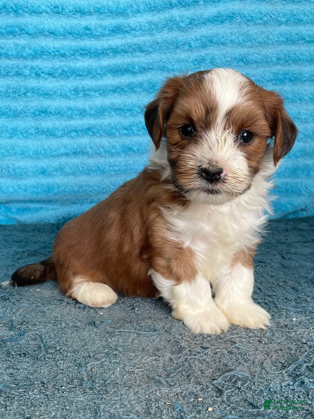 Havanese dogs for sale: Blake - Image 1