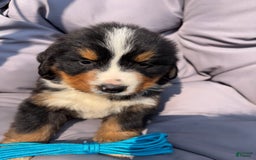 Bernese Mountain Dog dogs for sale: Blue - Image 7